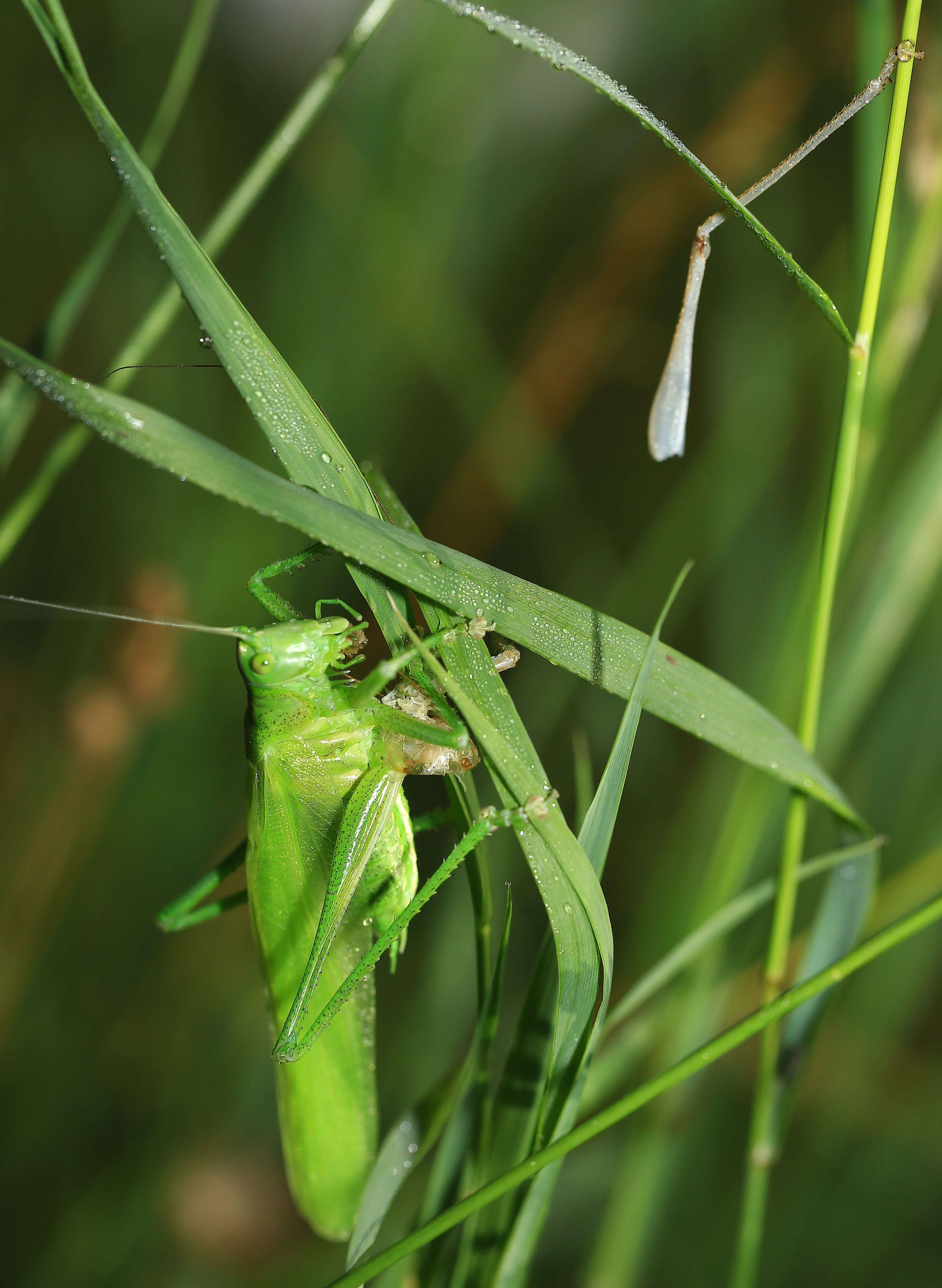 Image of Great green bushcricket