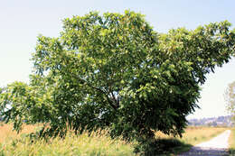 Plancia ëd Juglans intermedia Dippel