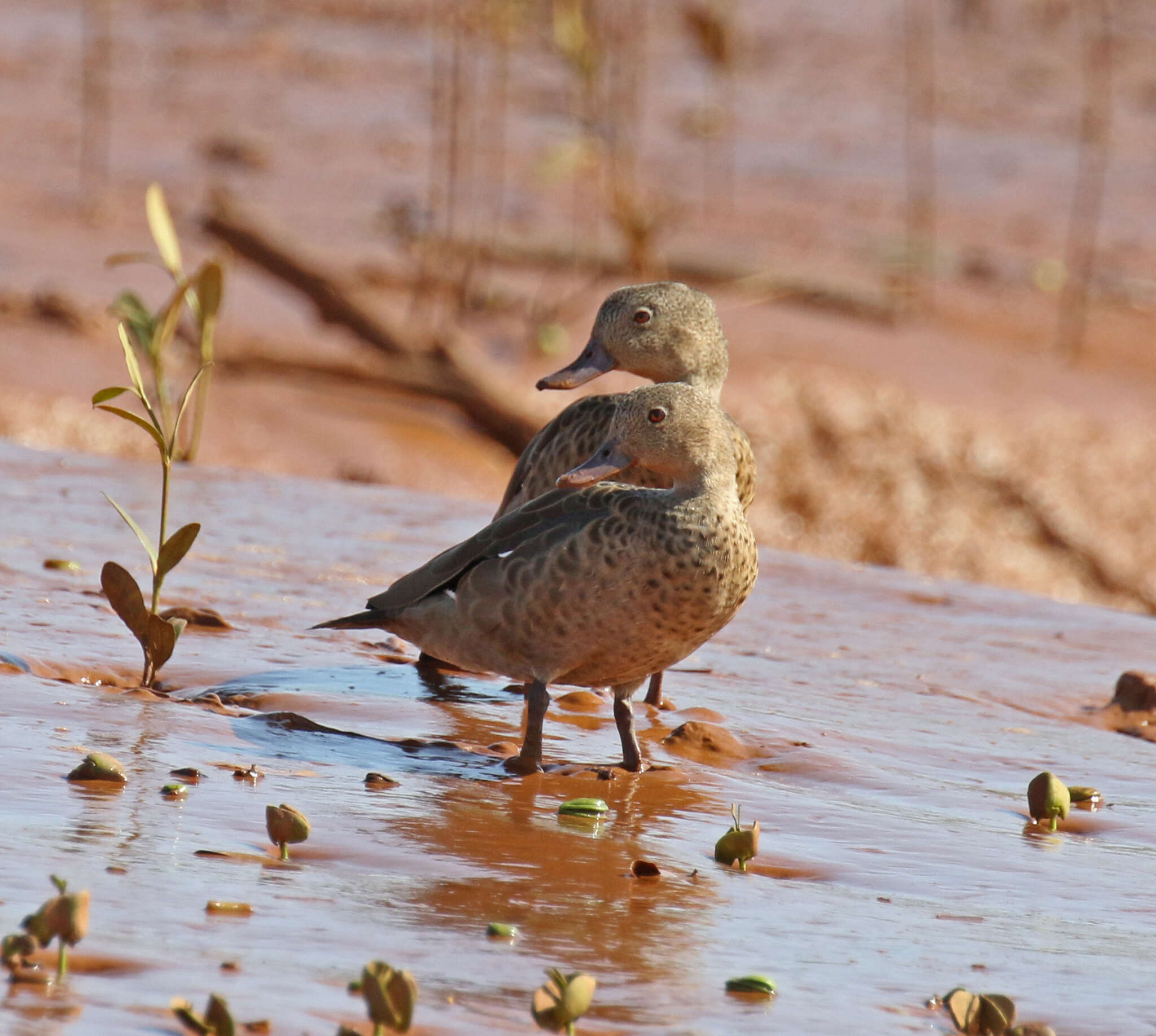 Image of Bernier's Teal