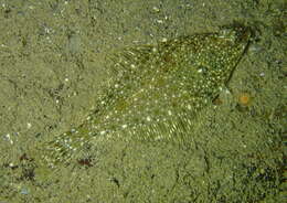 Image of Parophrys