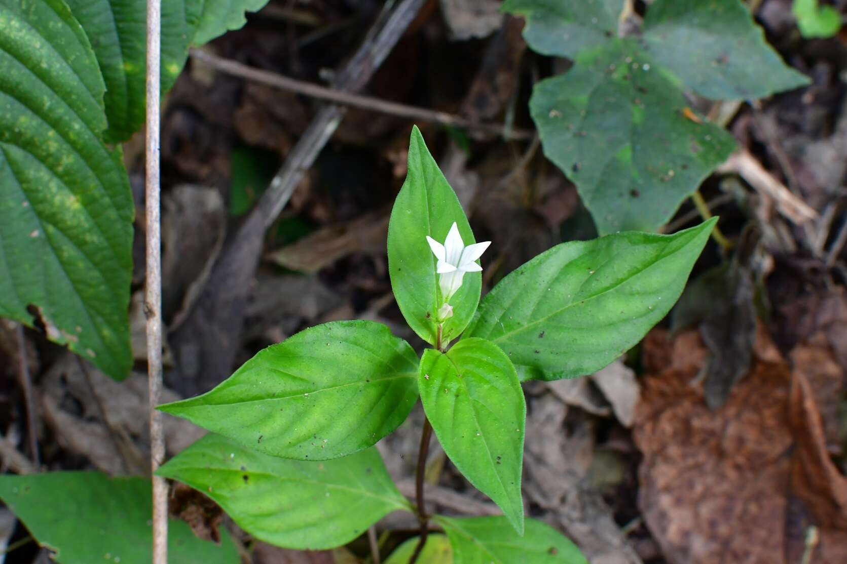 Image de Spigelia scabra Cham. & Schltdl.