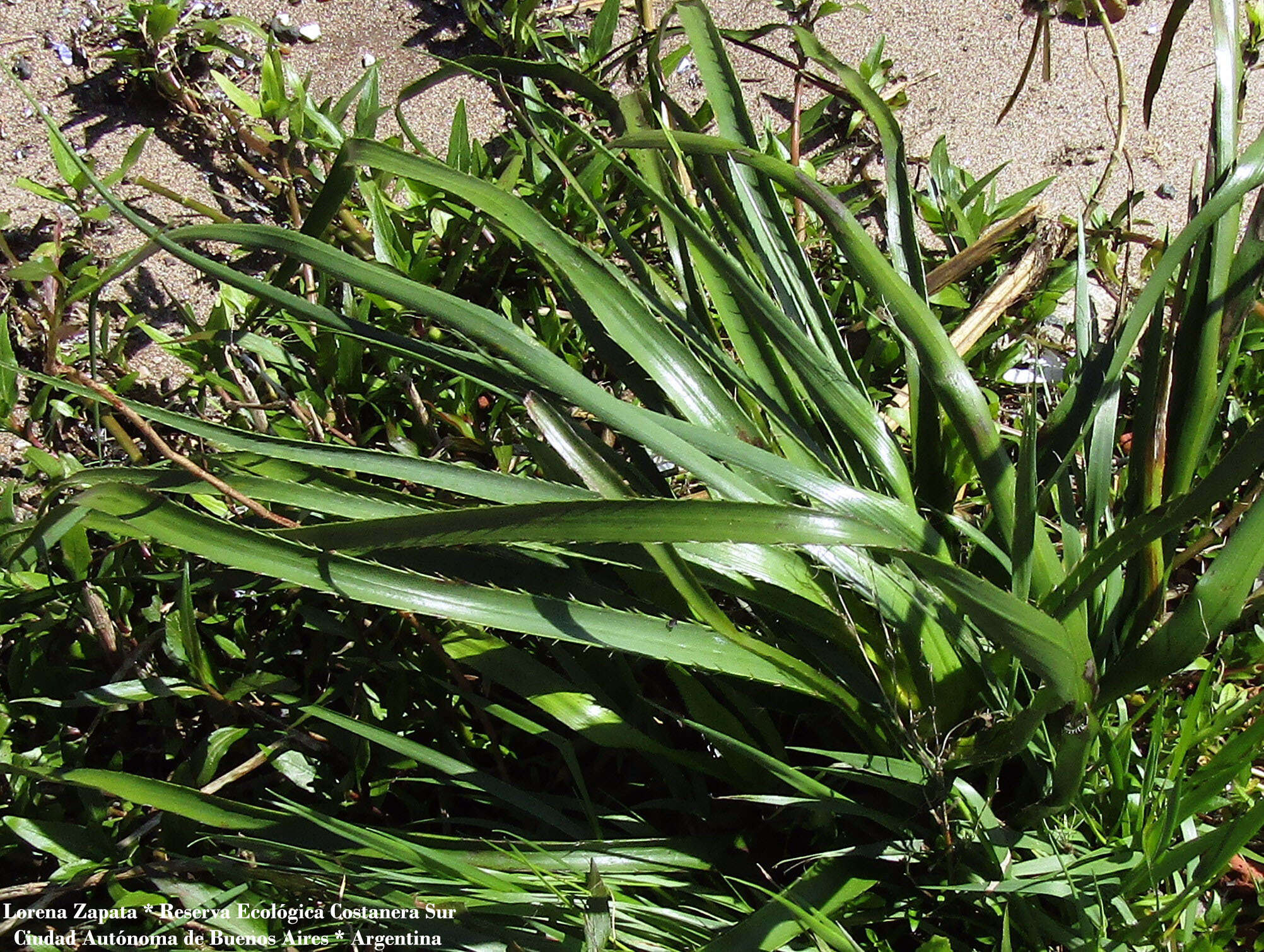 Image of Eryngium pandanifolium Cham. & Schltdl.