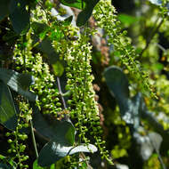 Image of Dioscorea sylvatica Eckl.