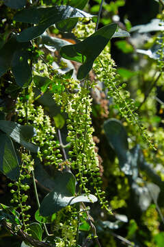 Image of Dioscorea sylvatica Eckl.