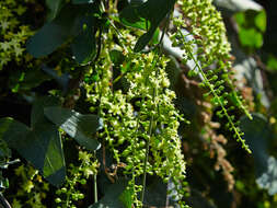 Image of Dioscorea sylvatica Eckl.