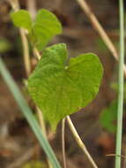 Image of Ipomoea pileata Roxb.