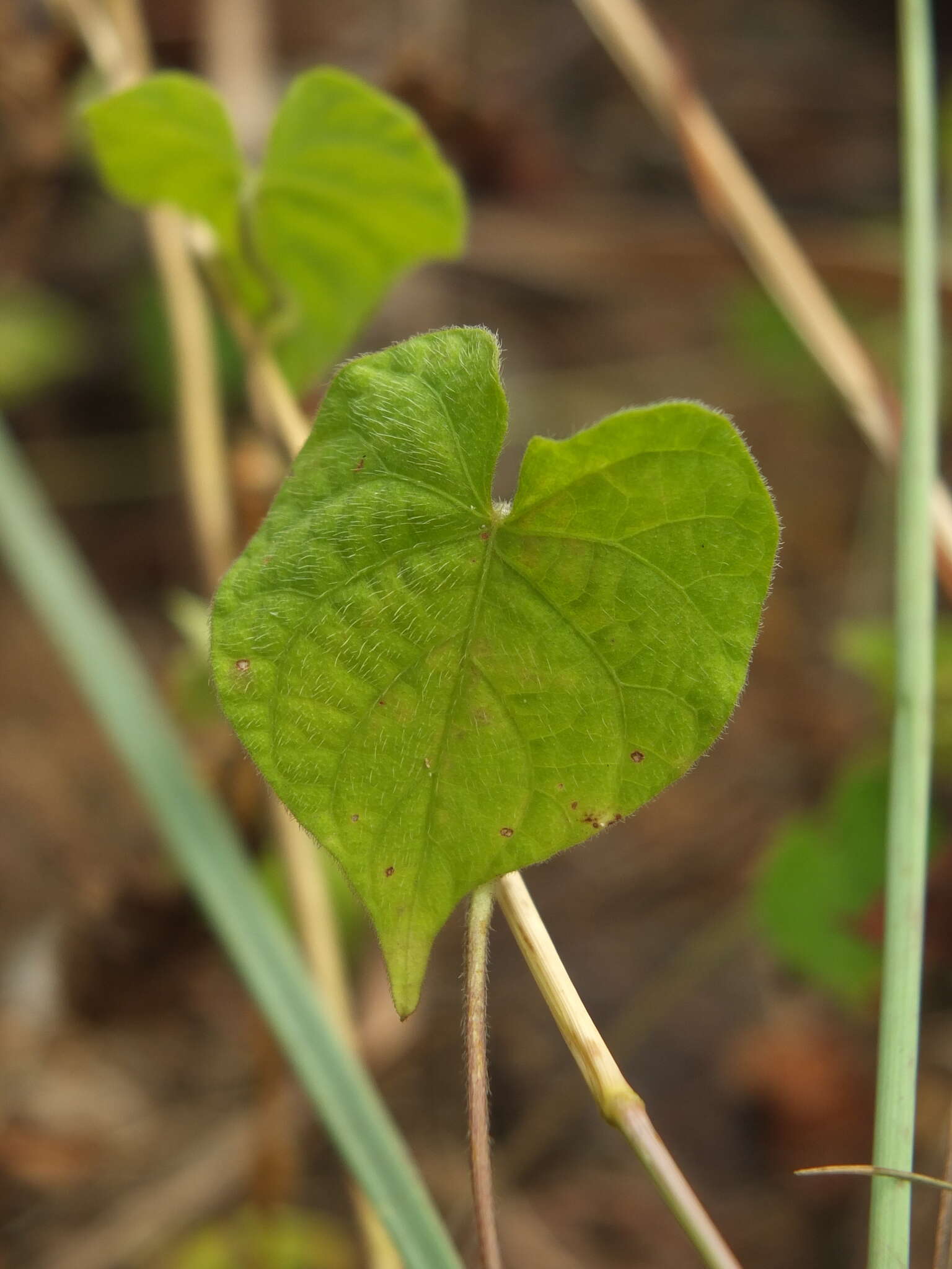 Image of Ipomoea pileata Roxb.