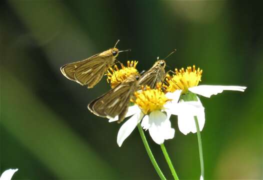 Image of Salt Marsh Skipper