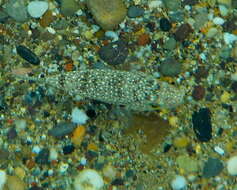 Image of Studded Pufferfish