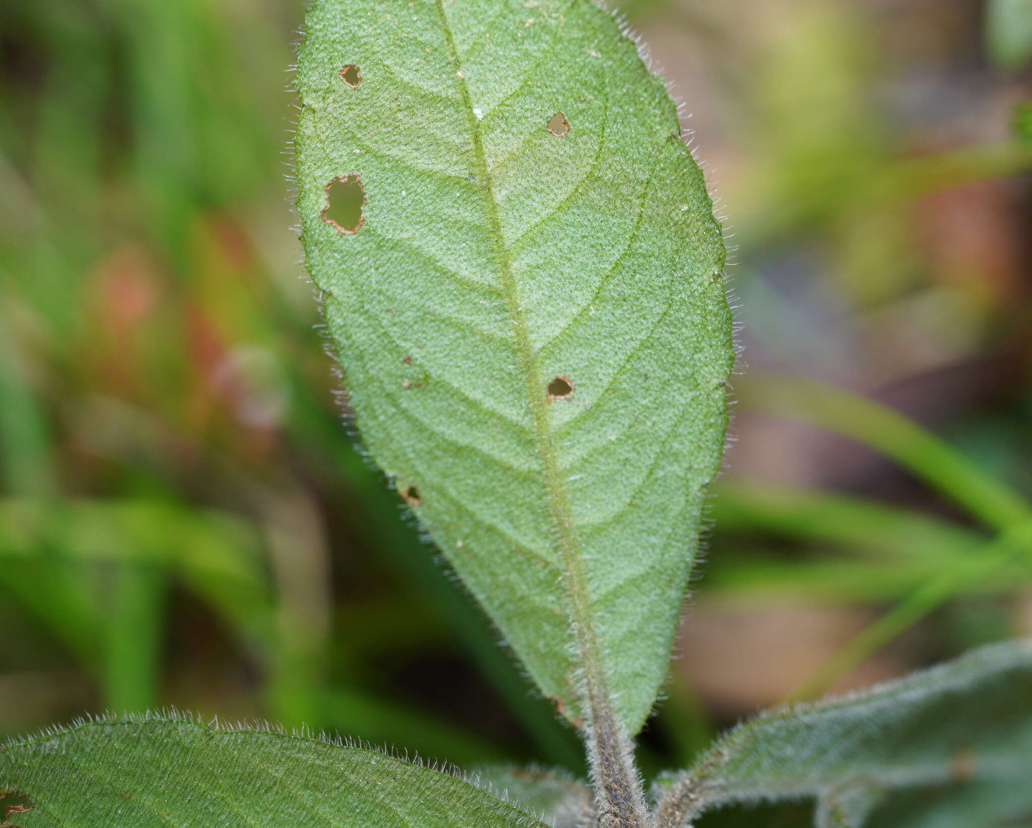 Image of Ardisia villosa Roxb.