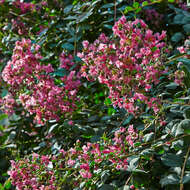 Image of Crape myrtle