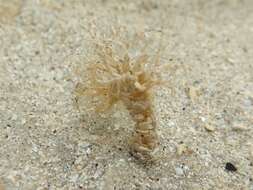 Image of sandmason worm or sand mason worm