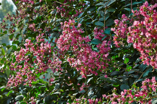 Image of Crape myrtle