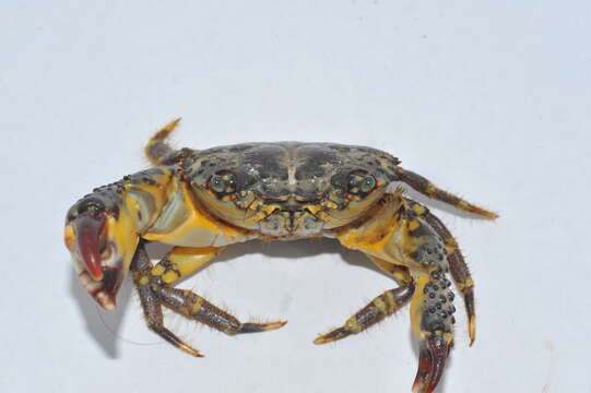 Image of warty crab