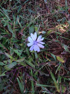 Image of chicory