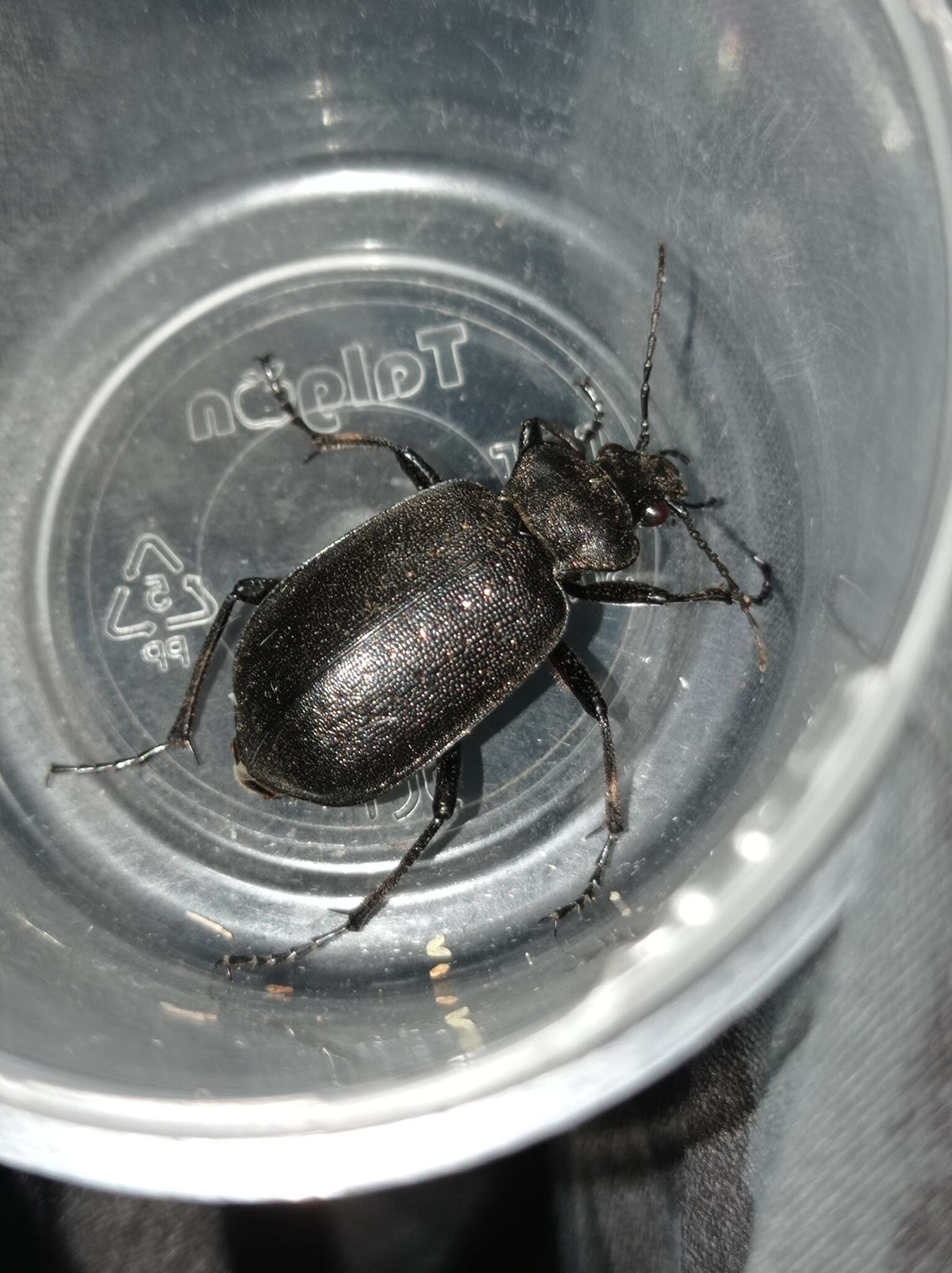 Слика од Calosoma (Caminara) denticolle Gebler 1833