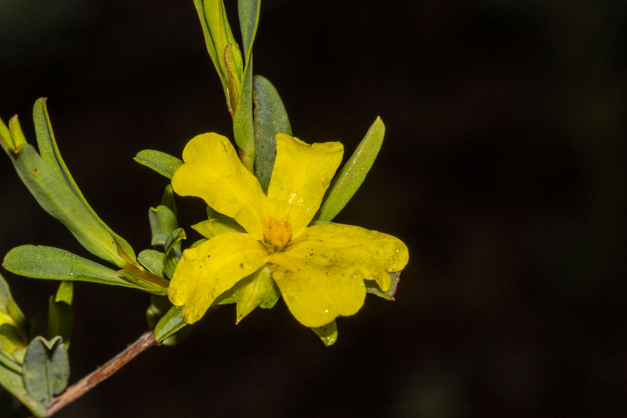 Image of Hibbertia glomerata subsp. ginginensis J. R. Wheeler