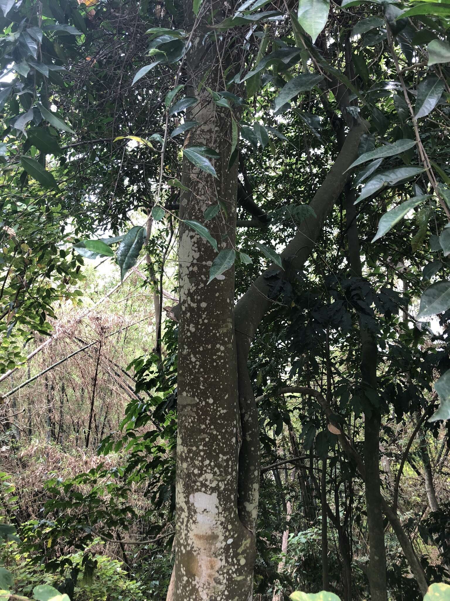 Image of Ficus ampelas Burm. fil.