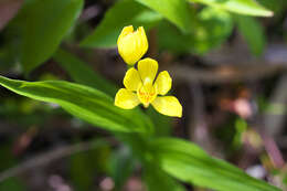 Слика од Cephalanthera falcata (Thunb.) Blume