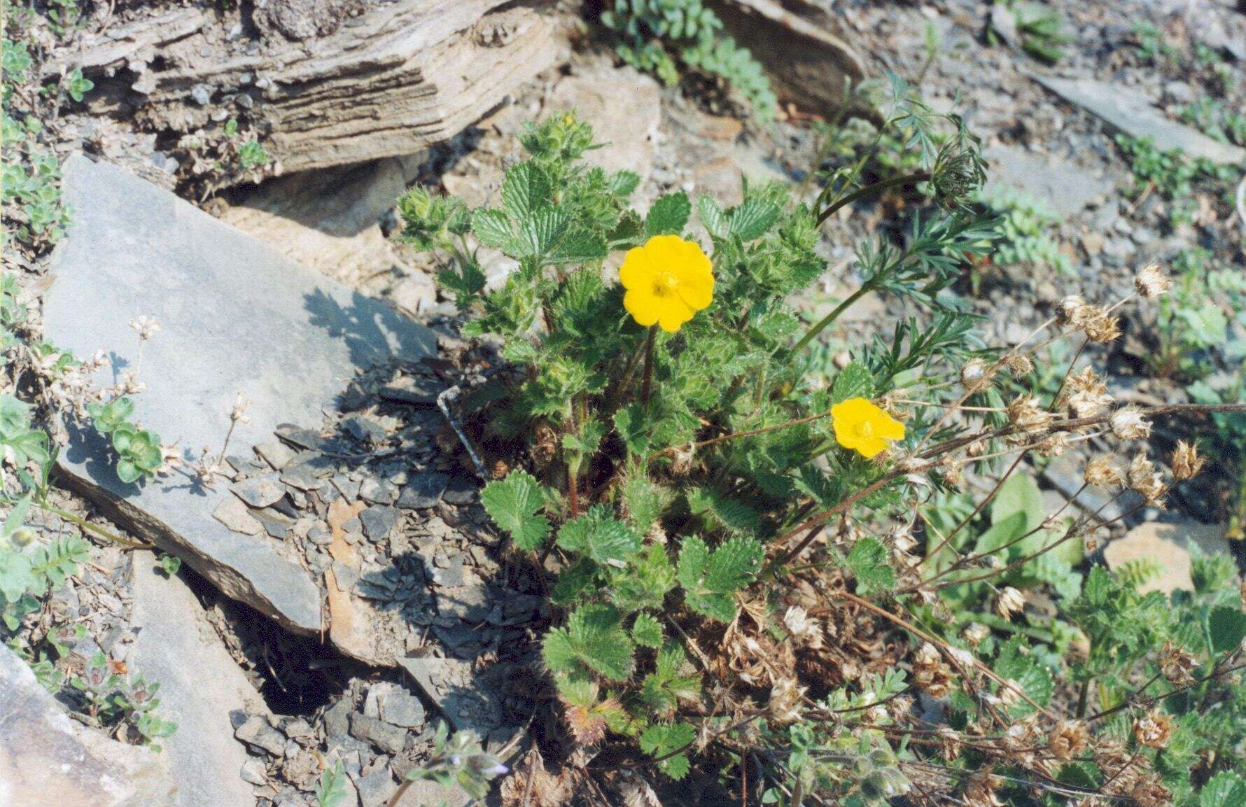 Image de Potentilla asperrima Turcz.