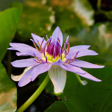 Image of Nymphaea nouchali var. zanzibariensis (Casp.) B. Verdcourt