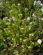 Imagem de Euphrasia salisburgensis Funck