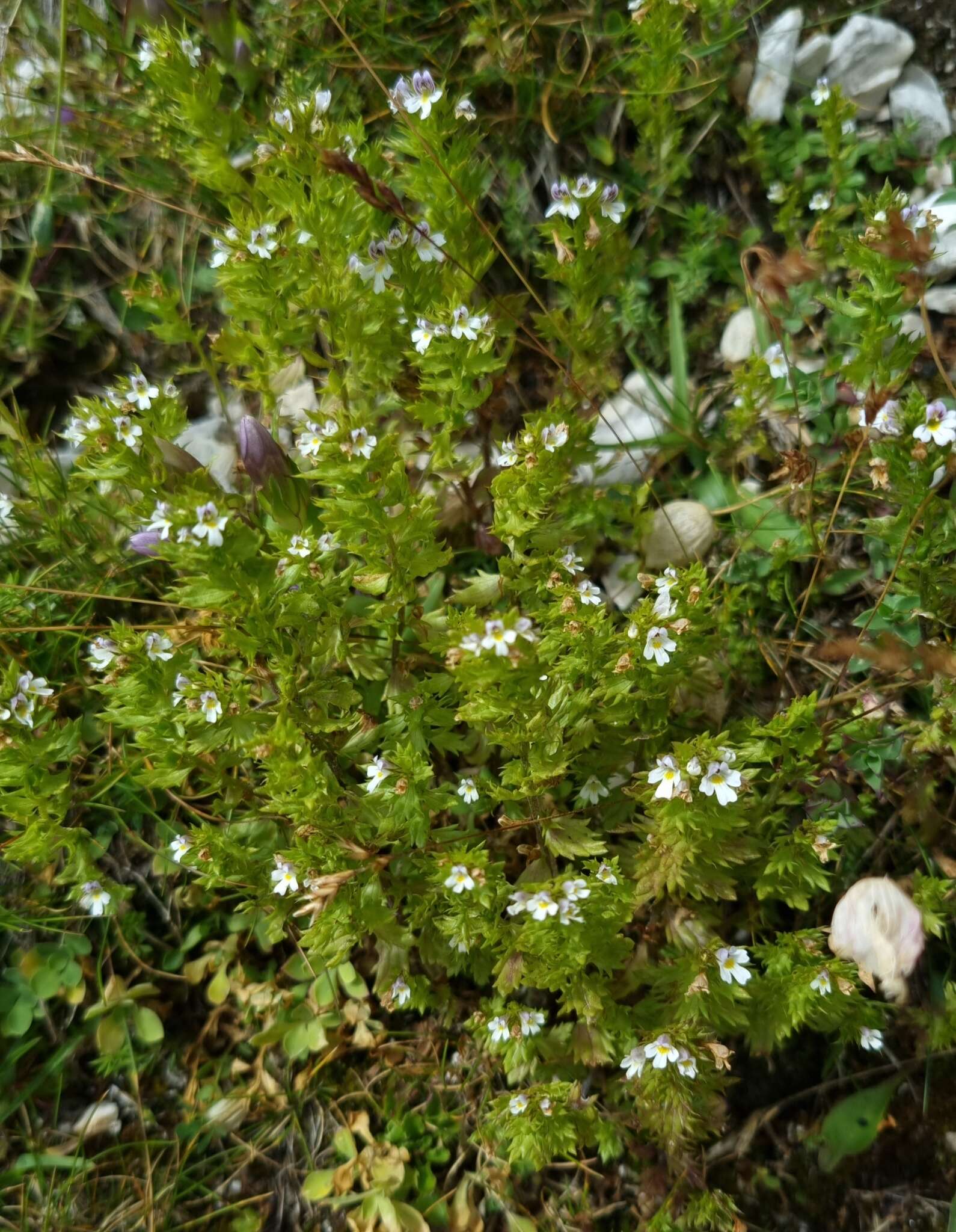 Imagem de Euphrasia salisburgensis Funck