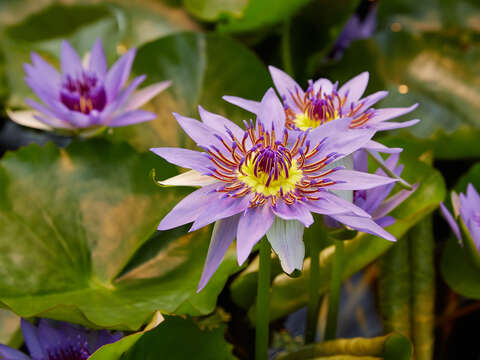 Image of Nymphaea nouchali var. zanzibariensis (Casp.) B. Verdcourt