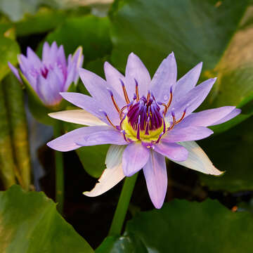 Image of Nymphaea nouchali var. zanzibariensis (Casp.) B. Verdcourt