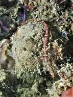 Image of Dusky Pipefish