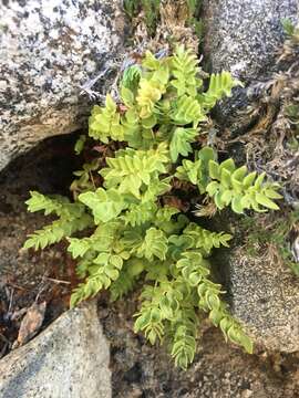 Image of Brewer's cliffbrake