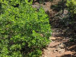 Image of Oregon white oak