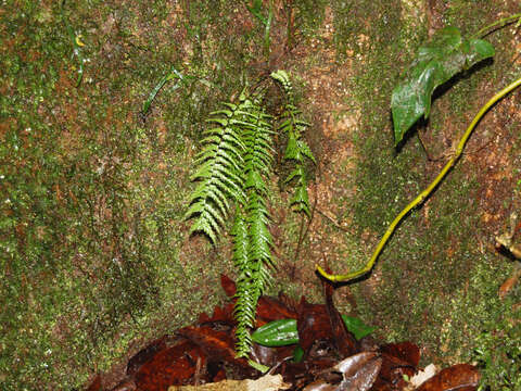 Sivun Asplenium dissectum Sw. kuva