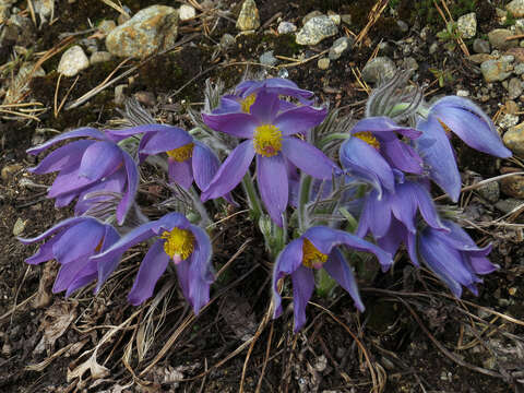 Image of Eastern Pasque Flower