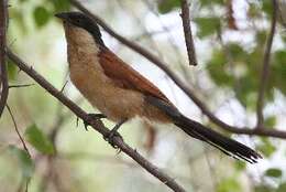 Plancia ëd Centropus senegalensis (Linnaeus 1766)