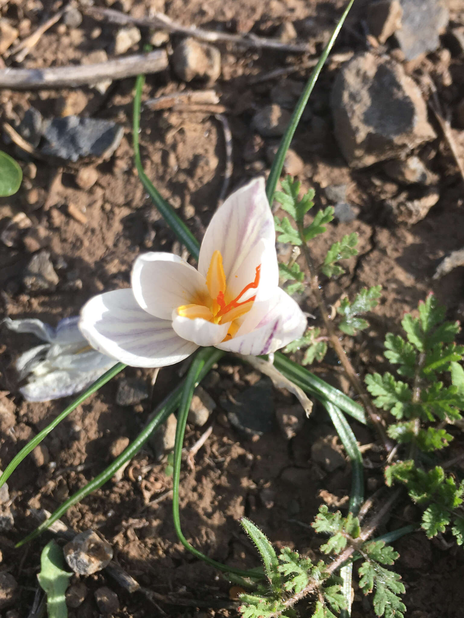 Image of Crocus aleppicus Baker