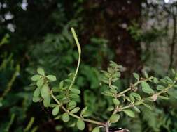 Image of fourleaf peperomia