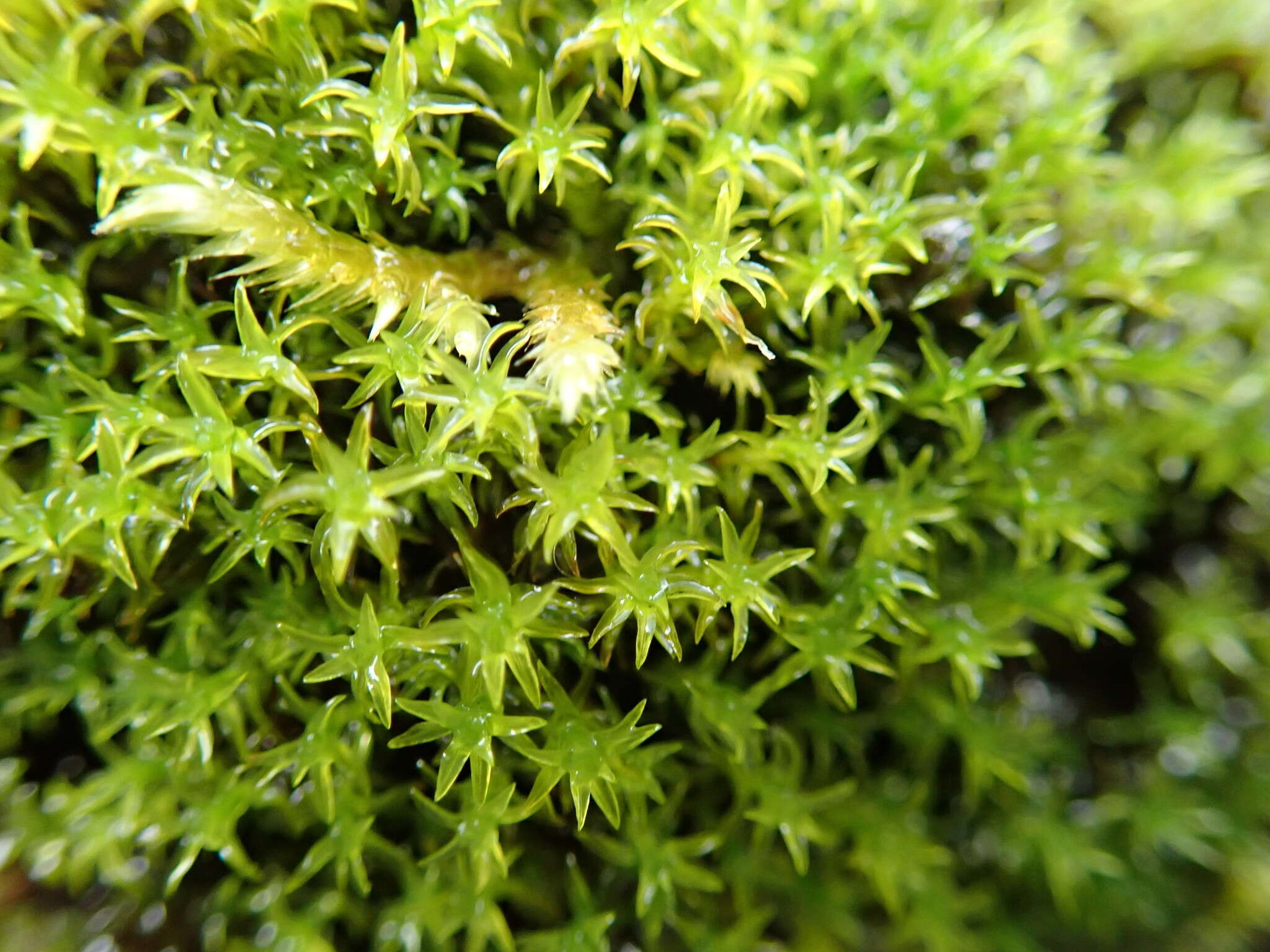Image of dichodontium moss