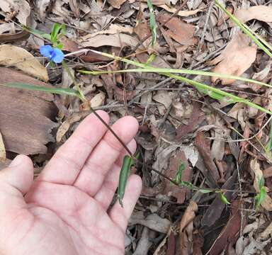 Image of Commelina lanceolata R. Br.