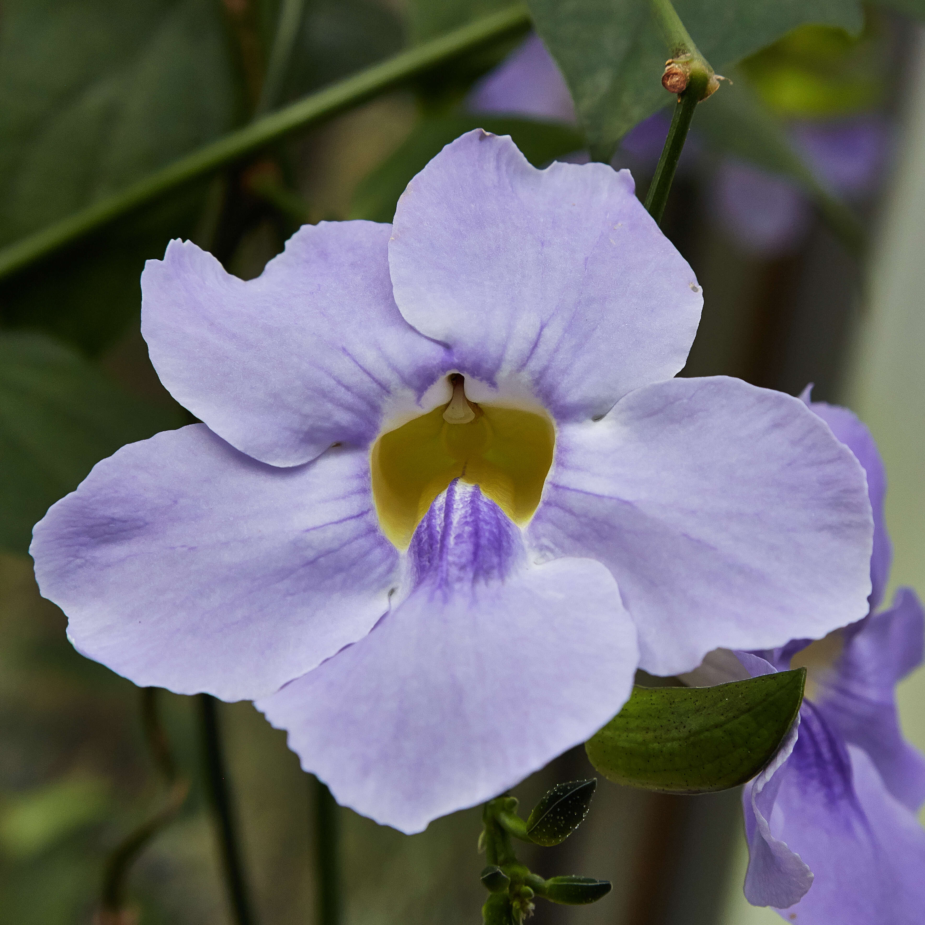 Image of Bengal clock vine