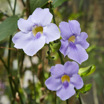 Image of Bengal clock vine