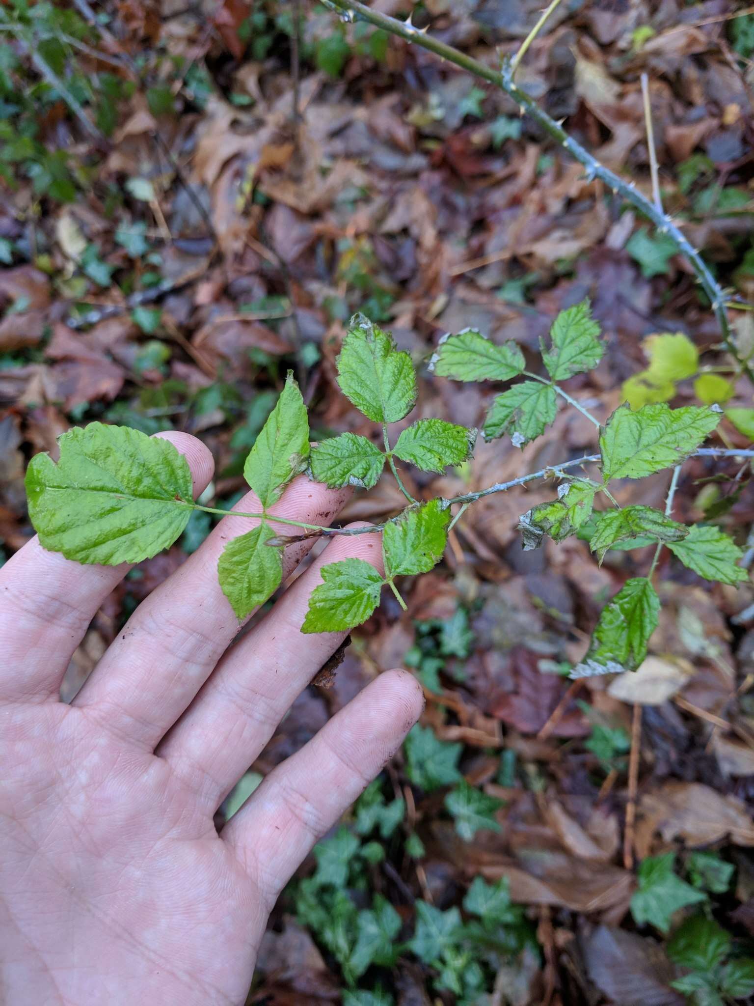 Image de Rubus leucodermis Dougl. ex Hook.