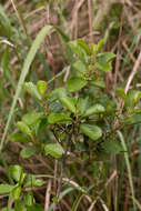 Image of Maesa alnifolia Harv.