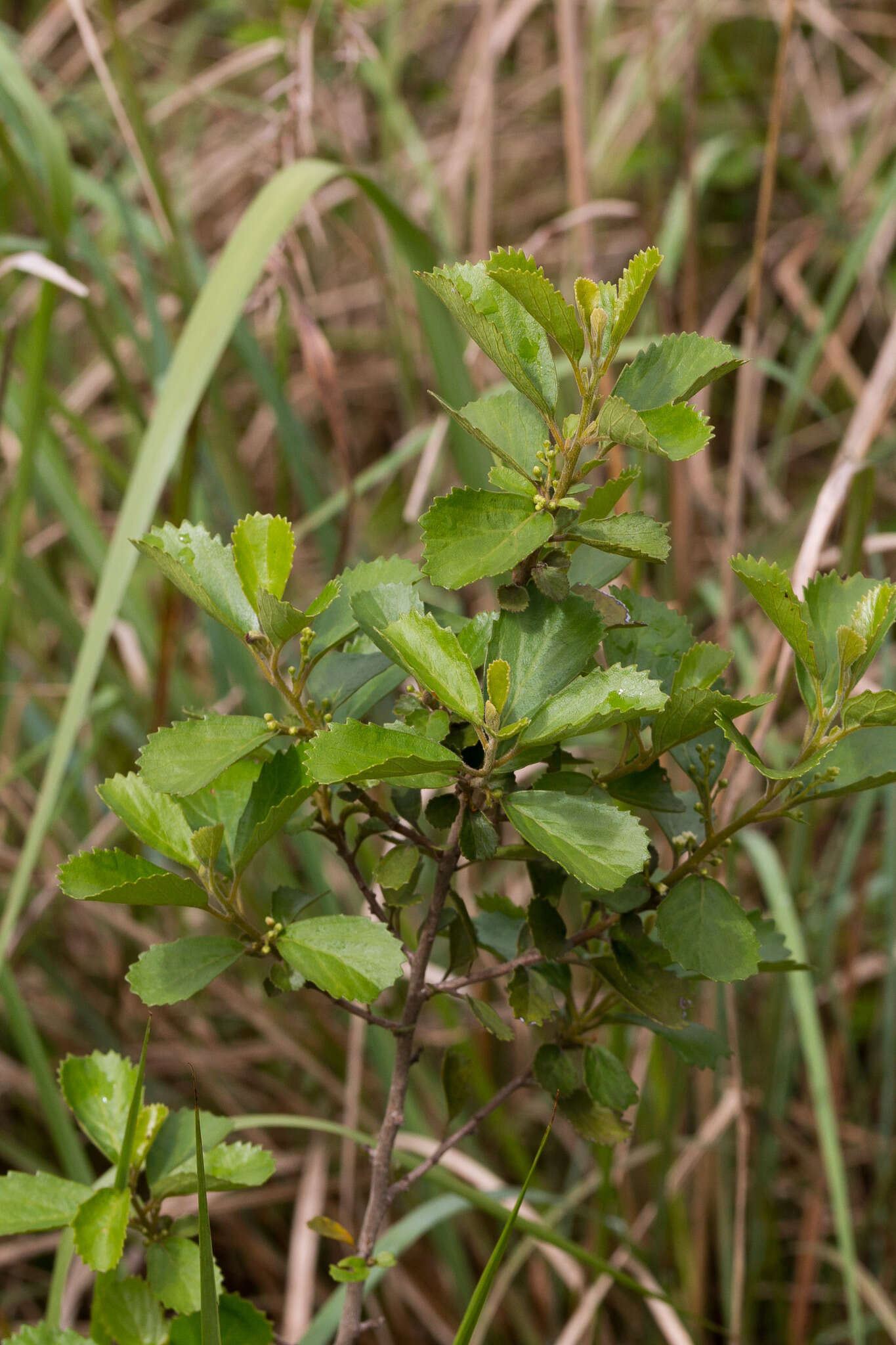Image of Maesa alnifolia Harv.