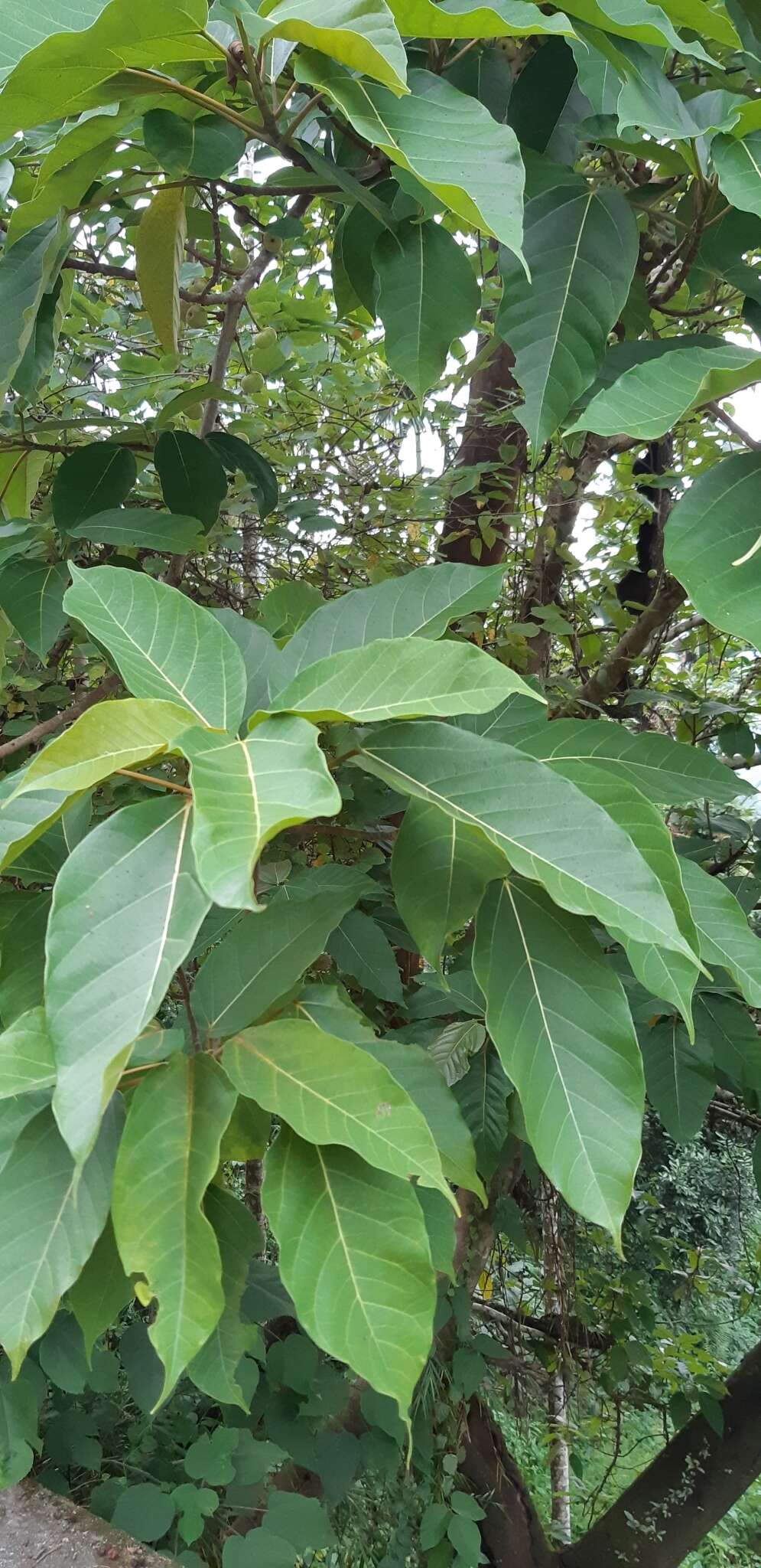 Image of Ficus variegata Bl.