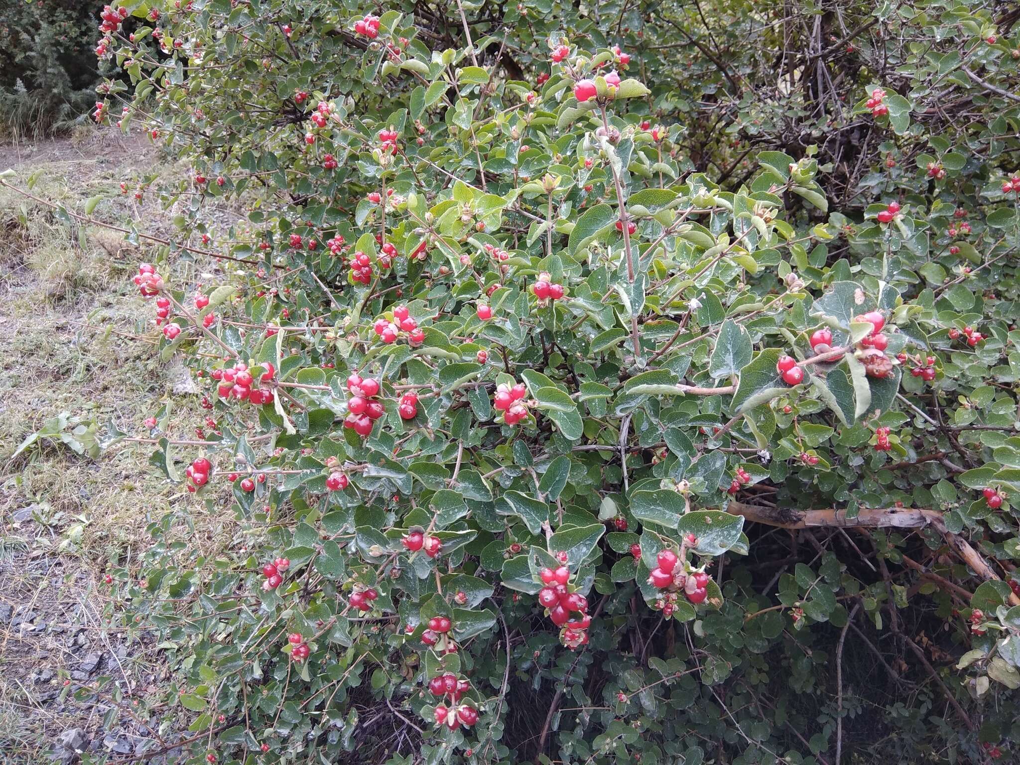 Image de Lonicera iberica M. Bieb.