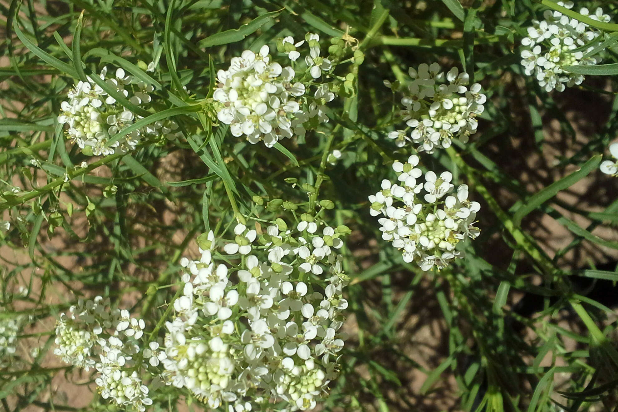 Image of mountain pepperweed