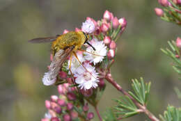 Image of Sisyromyia rutila (Walker 1849)