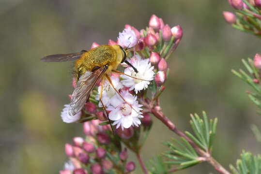 Sisyromyia rutila (Walker 1849)的圖片