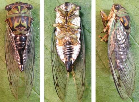 Image of Linne's Annual Cicada